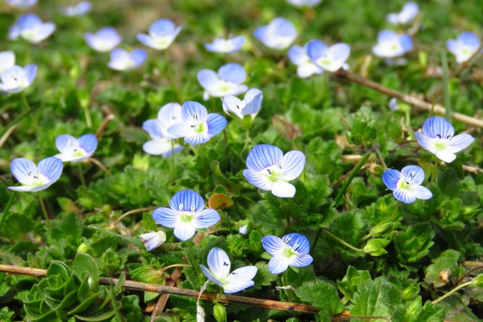 这种春天最火的蓝色小野花，你真的认识它么？